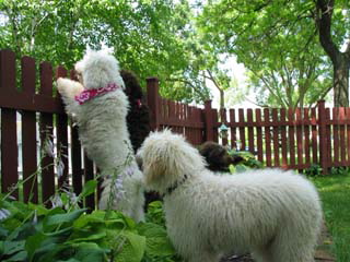 Picture of Australian Labradoodle