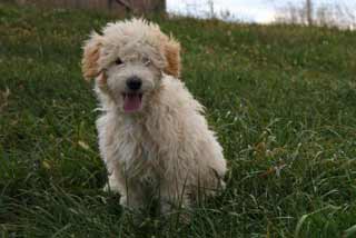 Picture of Australian Labradoodle