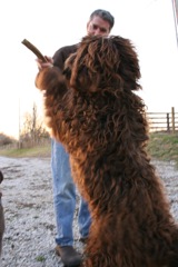 The big wooly bear wants the stick!

