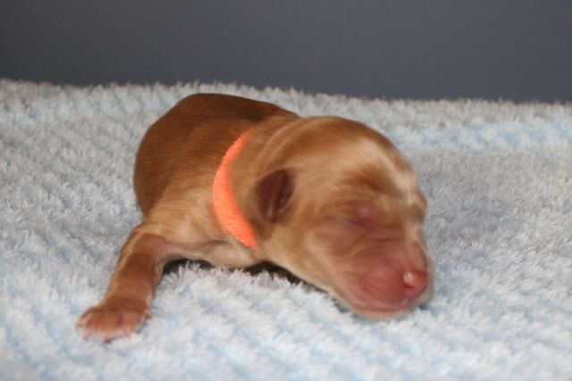 Picture of Orange Girl, day 1, 10oz
 