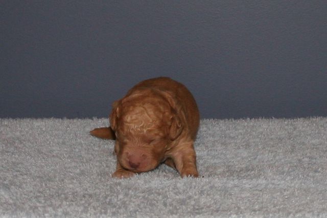 Picture of Red Boy, week 1, 1lb 5oz
 