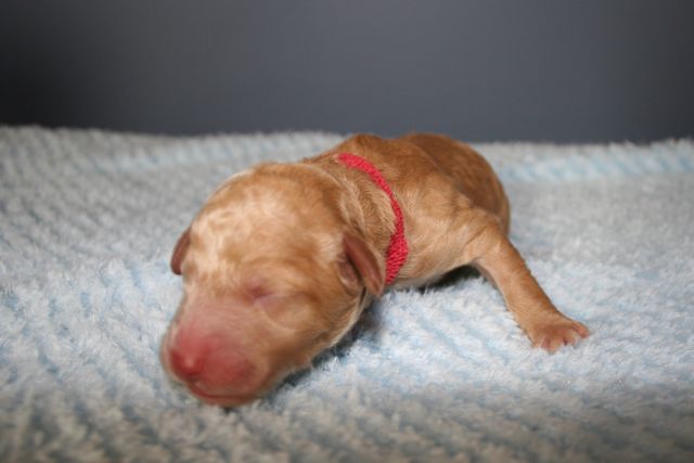 Picture of Red Boy, day 1, 13oz
 