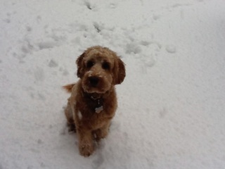 Jameson's first snow
