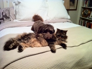 Lily and Max (Maine Coon Cat)
