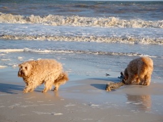 Quincy and Ruby at the beach.

