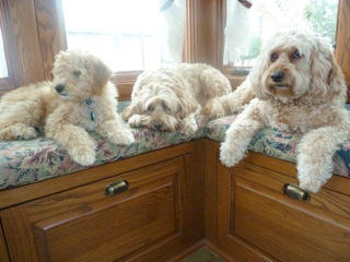Cooper, Quincy, and Ruby, 3 generations of Labradoodles. Christmas 2011
