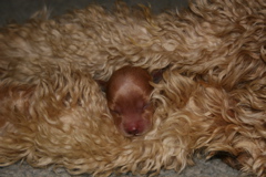 Picture of Maya's Puppies