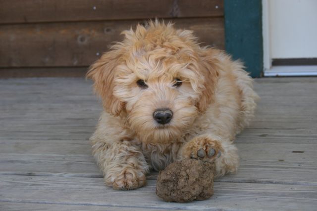 Picture of Maya, mom said to leave the dirt clod outside.
 