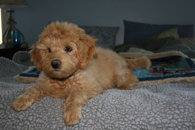 Picture of She's working on how to look cute on the bed.
 