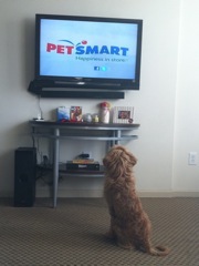 Romeo taking a break from training and catching up on TV
