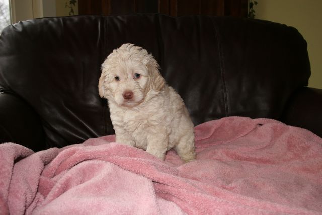 Picture of Pink Girl, week 6, 7lb 8oz
 