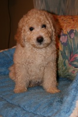 Orange Girl, week 10, 11lb 3ozAdopted By A Texas Family
