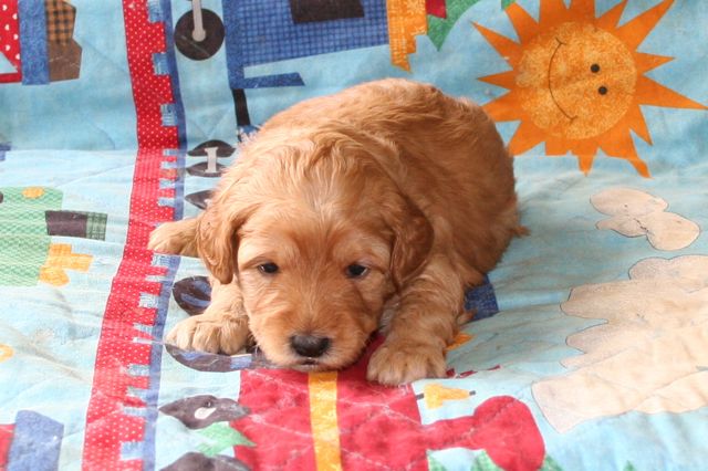 Picture of Red Boy, week 3, 2lb 7oz
 