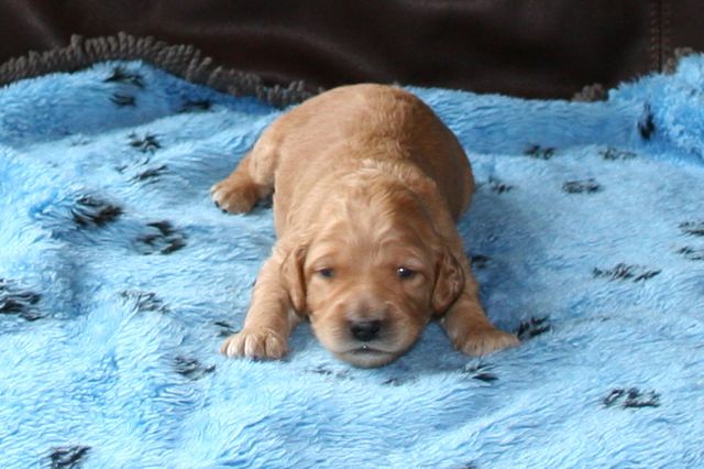 Picture of Orange Boy, week 2, 2lb 2oz
 