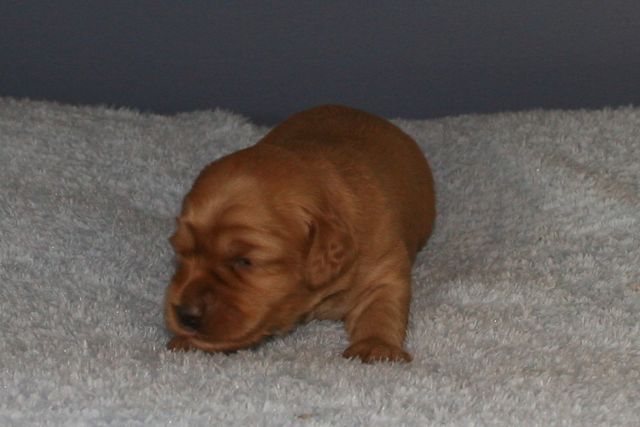 Picture of Teal-Pink Girl, week 2, 2lb 1oz
 