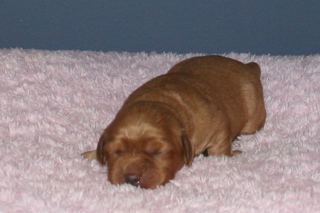 Picture of Teal-Pink Girl, week 1, 1lb 3oz
 