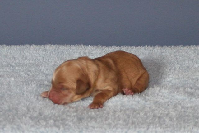 Picture of Yellow Girl, day 1, 11oz
 