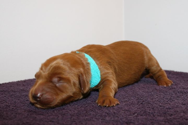 Picture of Teal Ribbon Girl, week 1, 1lb
 