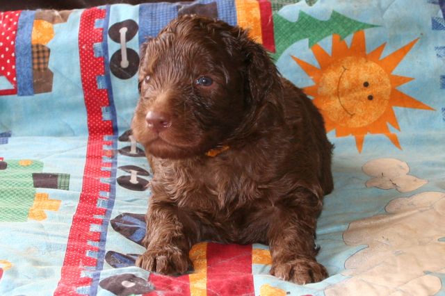 Picture of Yellow Boy, week 3, 3lb 7oz
 