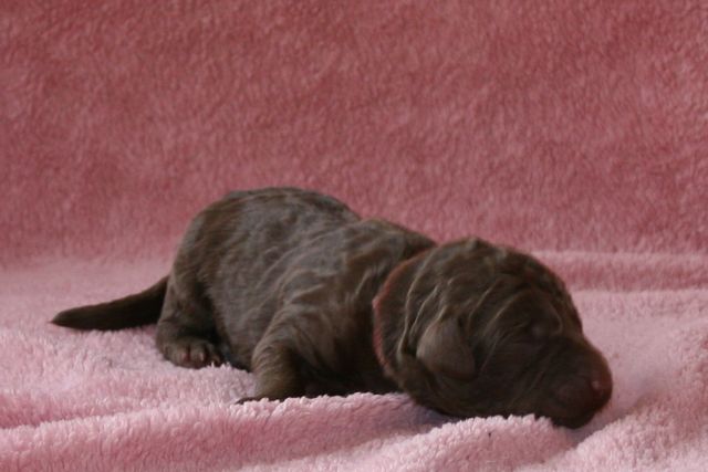 Picture of Red Boy, day 3, 15.8oz
 