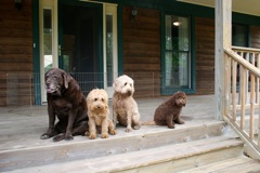 Left to Right: Bella, Sapphire, Ruby, Scottie
