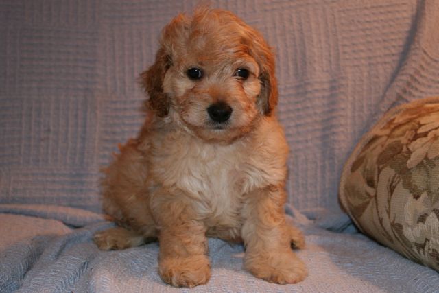 Picture of Teal Boy, week 6, 4lb
 