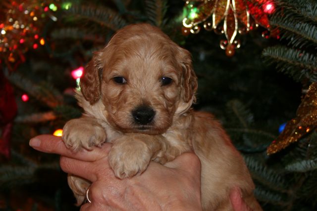 Picture of Teal Boy, week 4, 3lb 1oz
 