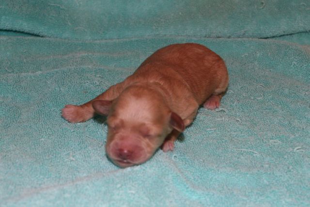 Picture of Yellow Boy, day 4, 10.8oz
 