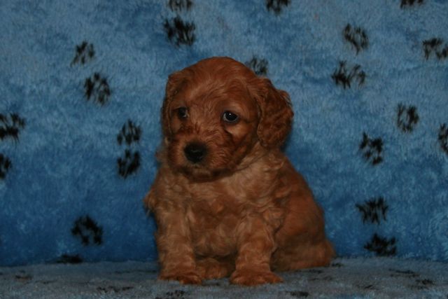 Picture of Pink Boy, week 5, 3lb 8oz
 