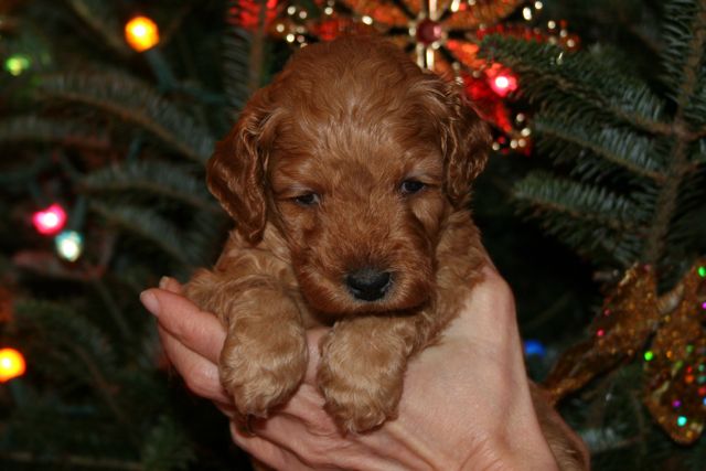 Picture of Pink Boy, week 4, 2lb 13oz
 