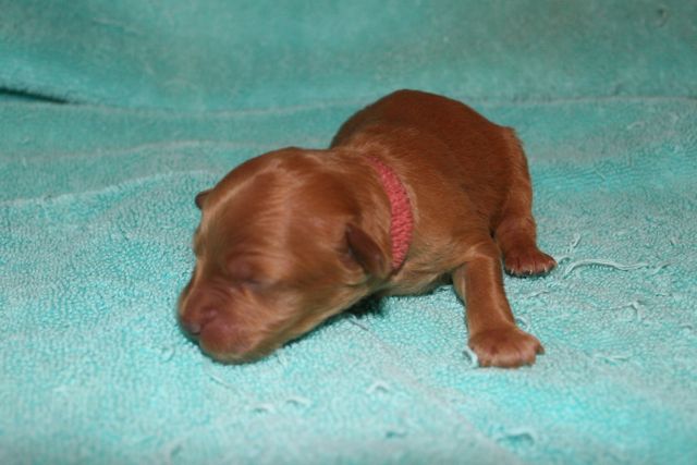 Picture of Pink Boy, day 4, 6.8oz
 