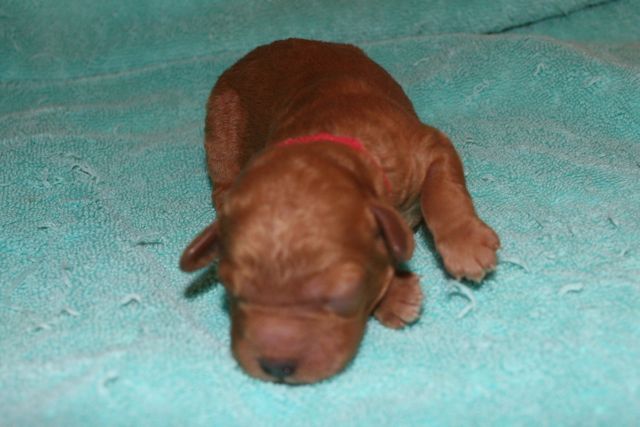 Picture of Red Boy, day 4, 11oz
 