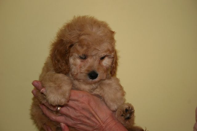 Picture of Teal Girl, week 7, 3lb 2oz
 