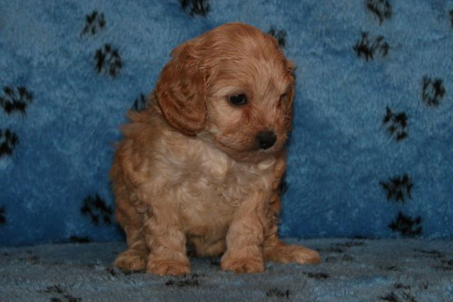 Picture of Teal Girl, week 5, 2lb 12oz
 