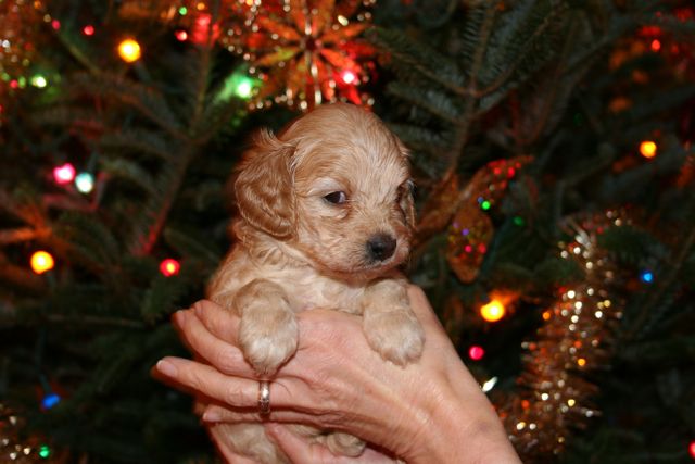 Picture of Teal Grl, week 4, 2lb 4oz
 