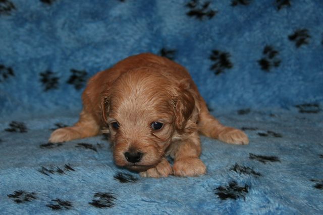 Picture of Teal Girl, week 3, 1lb 10oz
 