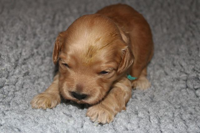 Picture of Teal Girl, week 2, 1lb 1oz
 