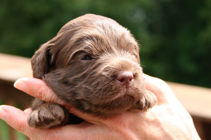 Picture of Teal Ribbon Girl, week 03, 2lb 4oz
 