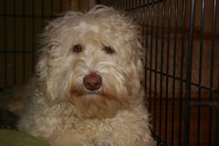 Picture of Chance, an Australian Labradoodle