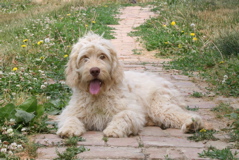 Picture of Layla, an Australian Labradoodle