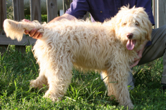 Photo of Mattie, an Australian Labradoodle