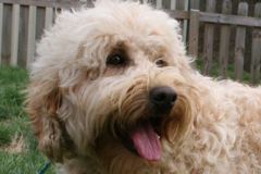 Picture of Pearl, an Australian Labradoodle.