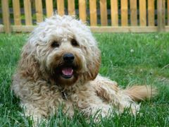 Picture of Kritta, an Australian Labradoodle.