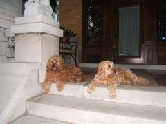 Picture of Ruby and her son Quincy, 2 Australian Labradoodles