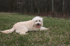 Picture of Rosie, an Australian Labradoodle