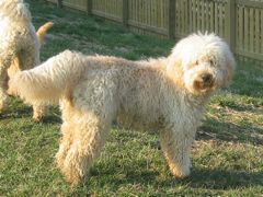 Picture of Silk, an Australian Labradoodle