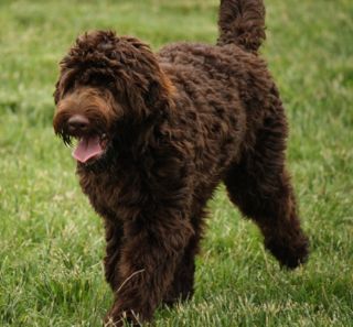 Picture of Topper, an Australian Labradoodle