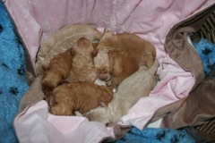 Photo of 8 Australian Labradoodle puppies in a basket
