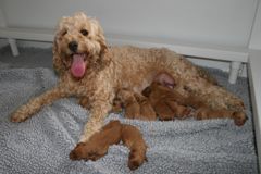 Picture of Pearl, an Australian Labradoodle