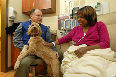 Picture Maddie, an Australian Labradoodle and Delta certified therapy dog